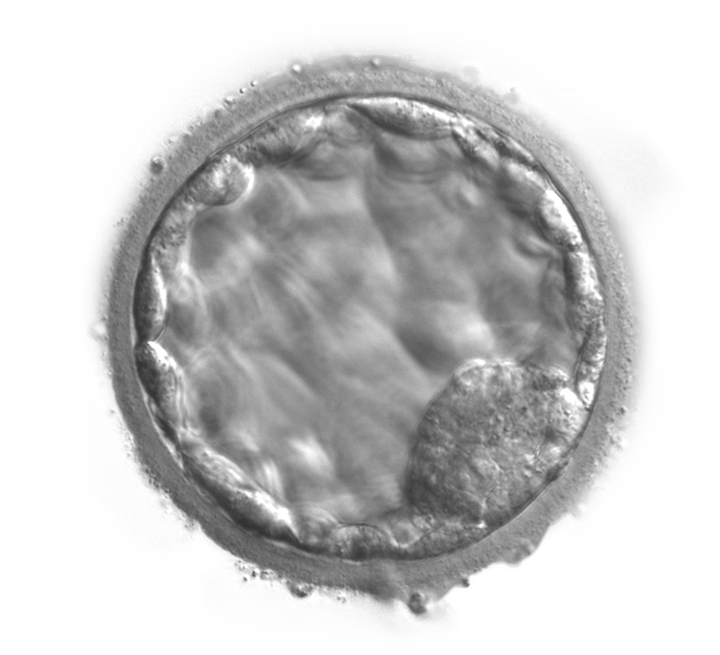 blasto-2